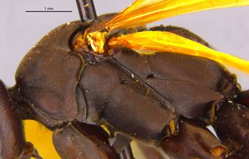 Media type: image;   Entomology 15803 Aspect: thorax lateral